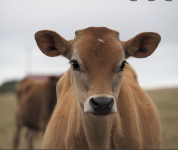 WANTED Older Jersey Cow