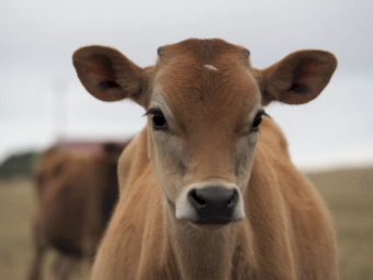 Jersey Dairy Cattle & Cows for Sale Australia | Farm Tender