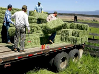 Premium alfalfa 3x4x8s for sale