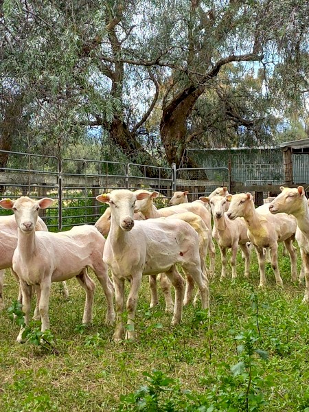 Meat Plus Composite Ewes 100 head