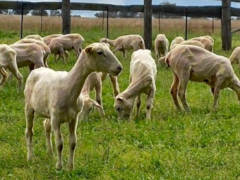 Meat Plus Composite Ewes 100 head