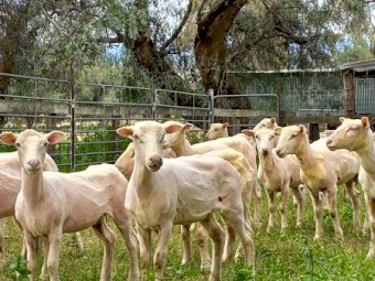 Meat Plus Composite Ewes 100 head