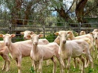 Meat Plus Composite Ewes 100 head