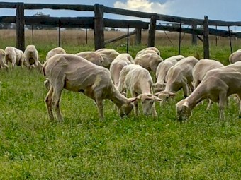 Meat Plus Composite Ewes 100 head