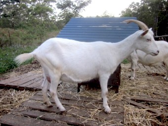 Saanen goat - milking goat - pure breed