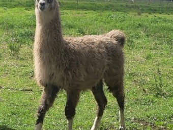 3 Male llamas 12 months old