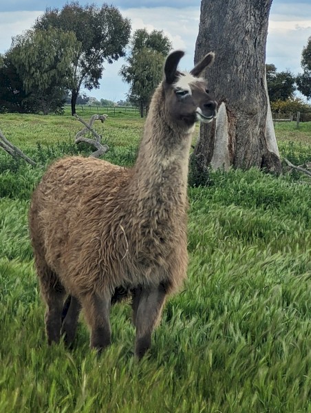 Attractive light grey female llama.