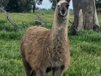 Attractive light grey female llama.