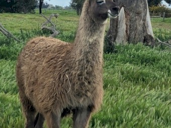 Attractive light grey female llama.