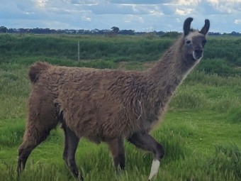 Attractive light grey female llama.