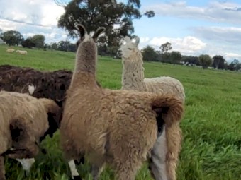 Attractive light grey female llama.