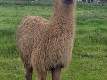 Well grown young female llama