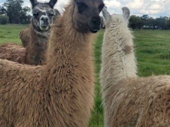 Well grown young female llama