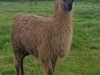 Well grown young female llama