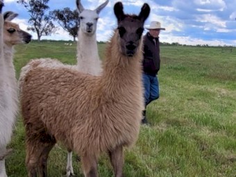 Well grown young female llama