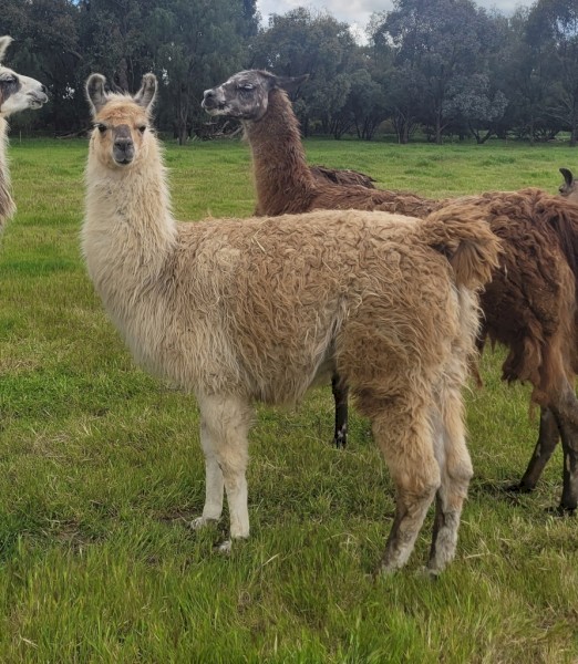 Attractive young male llama