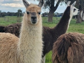Attractive young male llama