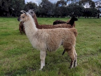 Attractive young male llama