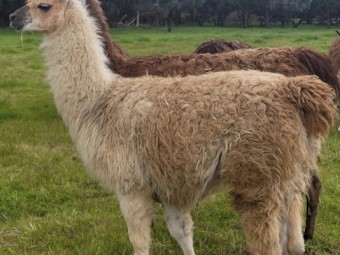 Attractive young male llama