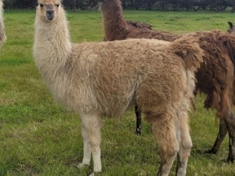 Attractive young male llama