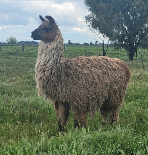 Romeo the llama