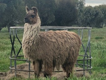 Romeo the llama