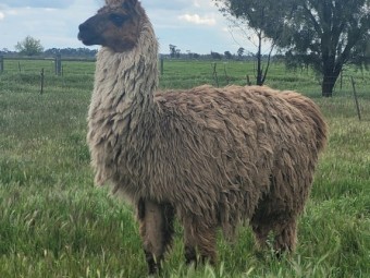 Romeo the llama