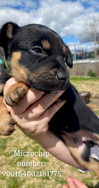 Purebred Australian Kelpie Pups (SOLD)