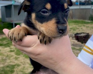 Purebred Australian Kelpie Pups (SOLD)