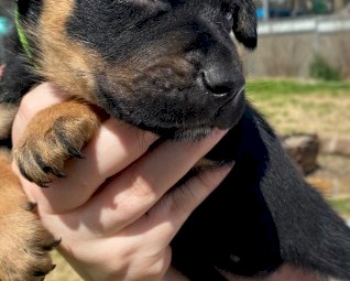 Purebred Australian Kelpie Pups (SOLD)