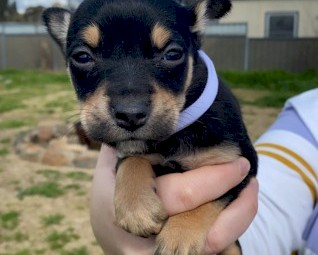 Purebred Australian Kelpie Pups (SOLD)