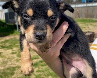 Purebred Australian Kelpie Pups (SOLD)