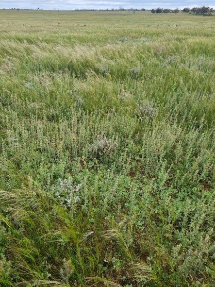 Cattle agistment available 60km northwest of Mildura