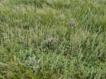 Cattle agistment available 60km northwest of Mildura