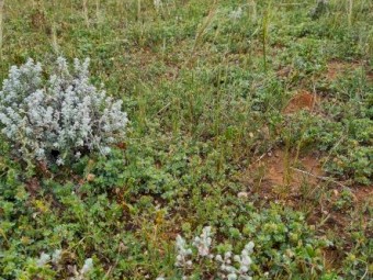 Cattle agistment available 60km northwest of Mildura