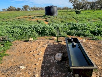 Cattle agistment available 60km northwest of Mildura