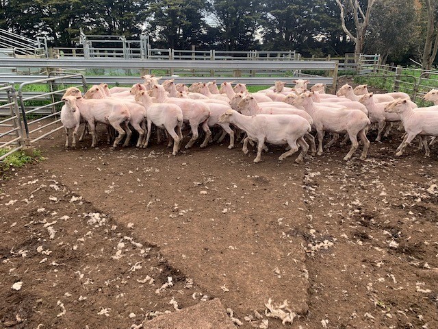 40 * 2-4yr old Xbred Ewes