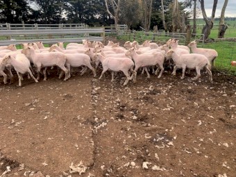 40 * 2-4yr old Xbred Ewes