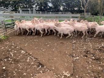40 * 2-4yr old Xbred Ewes