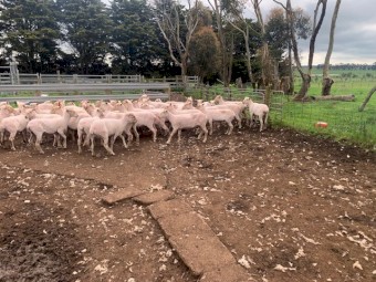 40 * 2-4yr old Xbred Ewes