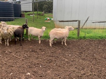 Shedding Composite Ewes