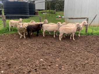 Shedding Composite Ewes
