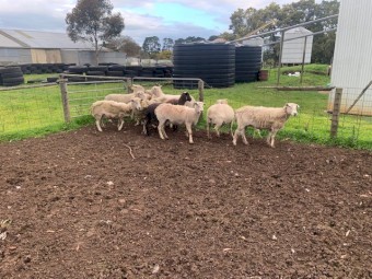 Shedding Composite Ewes