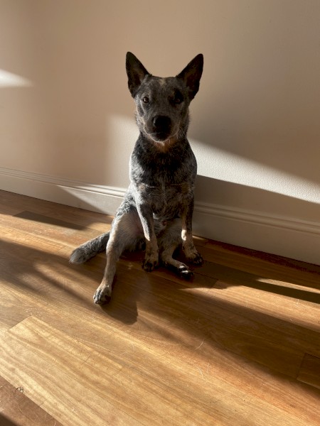 Free 2 year old Male ACD looking for a rural life 