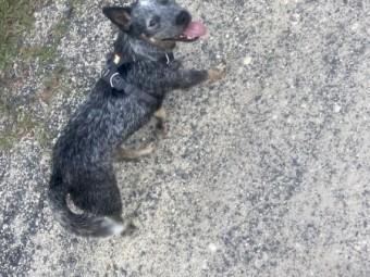 Free 2 year old Male ACD looking for a rural life 