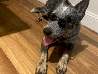 Free 2 year old Male ACD looking for a rural life 