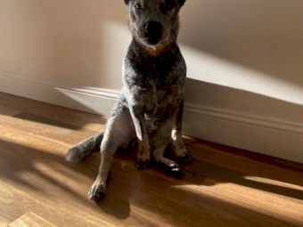 Free 2 year old Male ACD looking for a rural life 