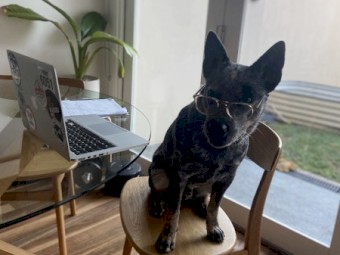 Free 2 year old Male ACD looking for a rural life 