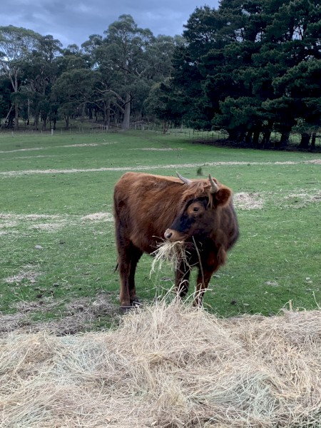 Highlander x heifer for sale 