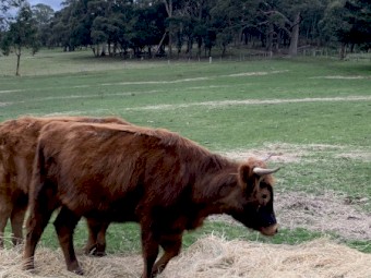 Highlander x heifer for sale 